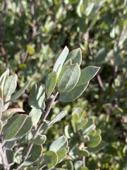 Arctostaphylos silvicola