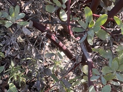 Arctostaphylos silvicola