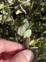Arctostaphylos silvicola