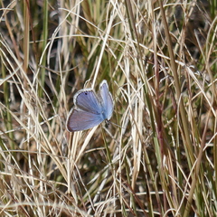 Hemiargus ceraunus