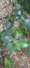 Auranticarpa rhombifolia