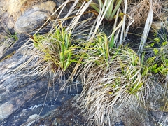 Carex trifida