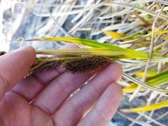 Carex trifida