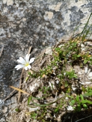 Cerastium arvense