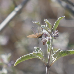 Hemiargus ceraunus