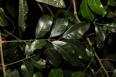 Dysoxylum fraserianum