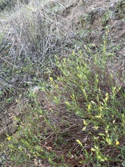 Crocanthemum scoparium