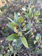 Arctostaphylos crustacea