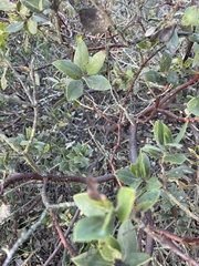 Arctostaphylos crustacea