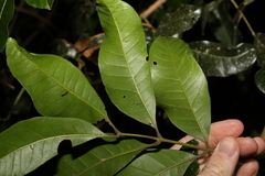 Dysoxylum fraserianum