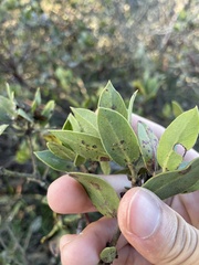 Arctostaphylos crustacea