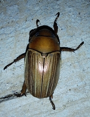 Pelidnota strigosa