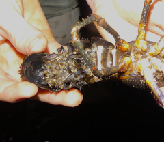 Euastacus hystricosus