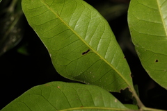 Dysoxylum fraserianum