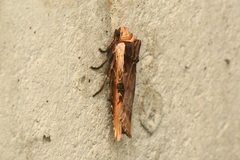 Xylena curvimacula