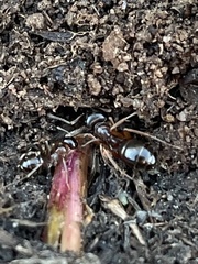 Formica subpolita