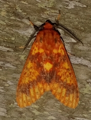 Symphlebia