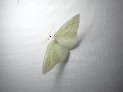 Iulops argocrana