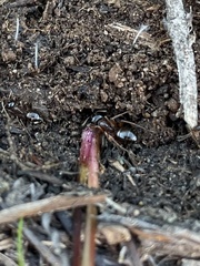 Formica subpolita