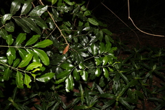 Dysoxylum fraserianum