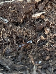 Formica subpolita