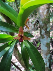 Maxillaria elatior