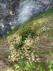 Anisotome aromatica