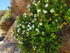 Veronica elliptica