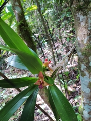 Maxillaria elatior