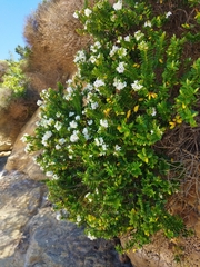 Veronica elliptica