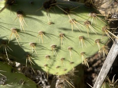 Opuntia oricola