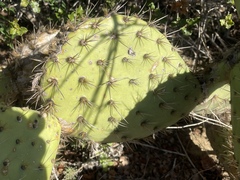 Opuntia oricola