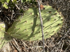 Opuntia oricola