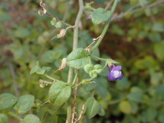 Sairocarpus