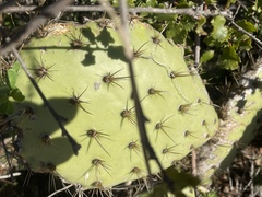 Opuntia oricola