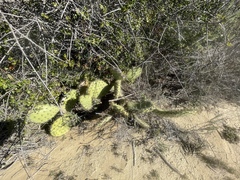 Opuntia oricola