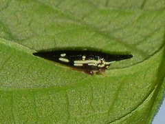 Polyglypta costata