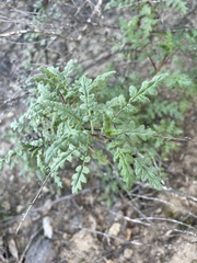 Phacelia ramosissima