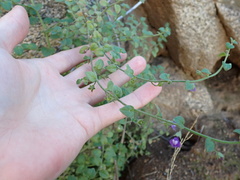 Sairocarpus