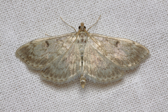 Anania perlucidalis