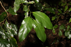 Cryptocarya erythroxylon