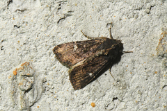 Helotropha reniformis