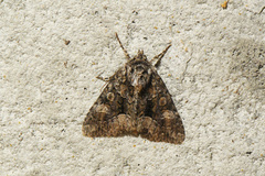 Platypolia mactata
