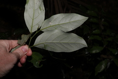 Cryptocarya erythroxylon