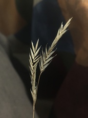 Scleropogon brevifolius