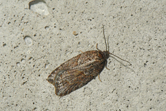 Acleris maccana