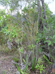 Prosthechea michuacana