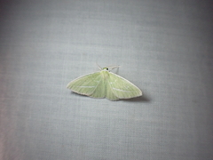 Iulops argocrana