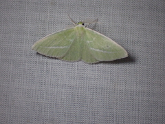 Iulops argocrana