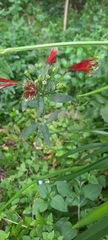 Alstroemeria psittacina